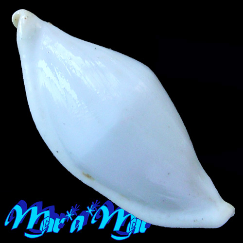 Alternative view of Pseudocyphoma intermedium (Sowerby, 1828)