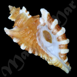 Cymatium femorale (Linnaeus, 1758)