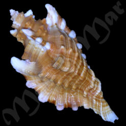 Cymatium femorale (Linnaeus, 1758) - Imagem 2