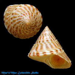 Calliostoma iridium Dall, 1896