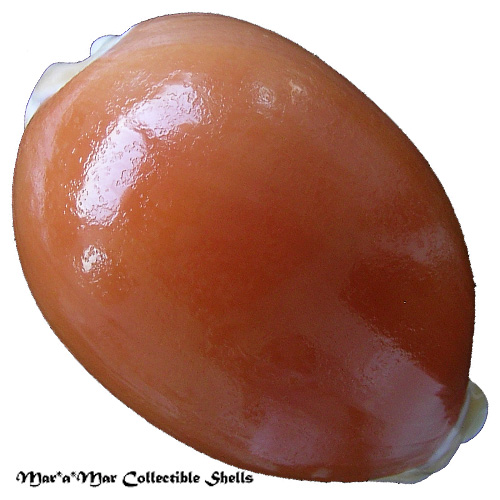 Cypraea (Lyncina) aurantium (Gmelin, 1791)