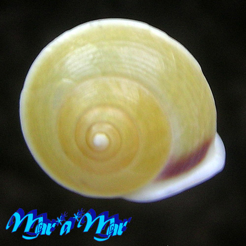 Helicina wettsteini Wagner, 1905 - Imagem 2