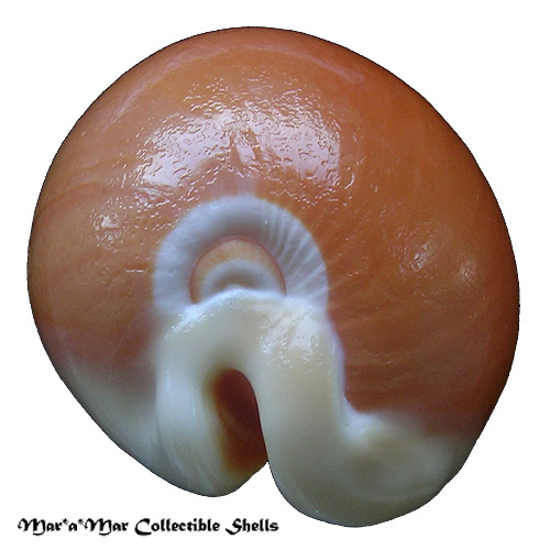 Cypraea (Lyncina) aurantium (Gmelin, 1791) - Imagem 2