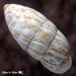 Alternative view of Cerion incana vaccinum Pilsbry, 1902