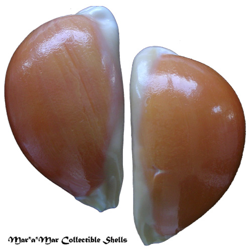 Cypraea (Lyncina) aurantium (Gmelin, 1791) - Imagem 3