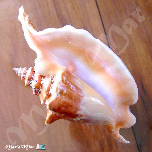 Strombus gallus Linnaeus, 1758