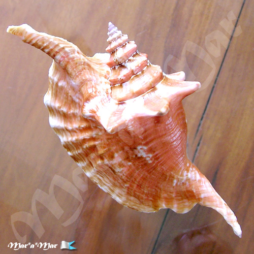 Alternative view of Strombus gallus Linnaeus, 1758