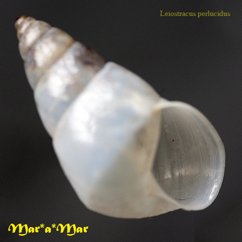 Leiostracus perlucidus (Spix, 1827) - Imagem 2