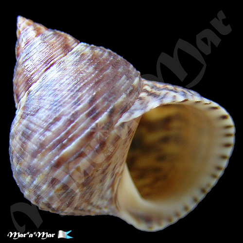 Littorina fasciata (Gray, 1839)