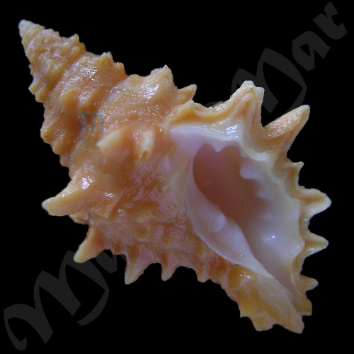 Muricopsis josei Vokes, 1994