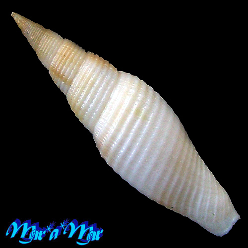 Alternative view of Cancilla larranagai (Carcelles, 1947)