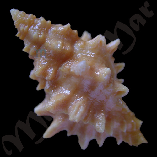 Muricopsis josei Vokes, 1994 - Imagem 2