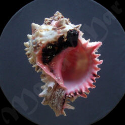 Phyllonotus regius (Swainson, 1821)