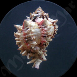 Alternative view of Phyllonotus regius (Swainson, 1821)