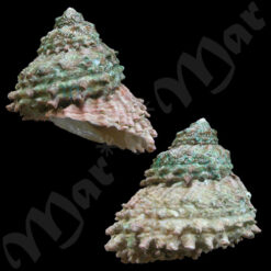 Astraea caelata (Gmelin, 1791)