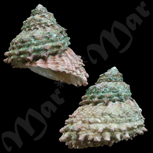 Astraea caelata (Gmelin, 1791)