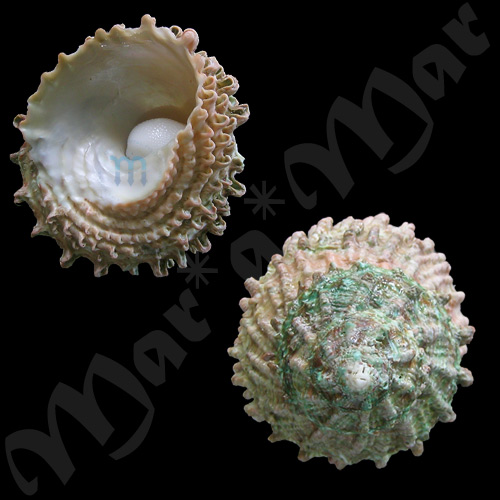 Astraea caelata (Gmelin, 1791) - Image 2