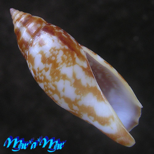 Terestrombus terebellatus (G.B. Sowerby II, 1842)