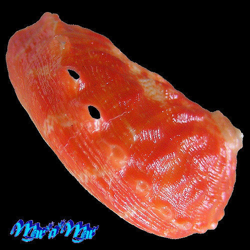 Alternative view of Haliotis aurantium Simone, 1998