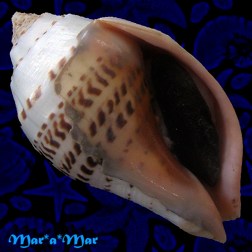 Turbinella pyrum napus Lamarck, 1822