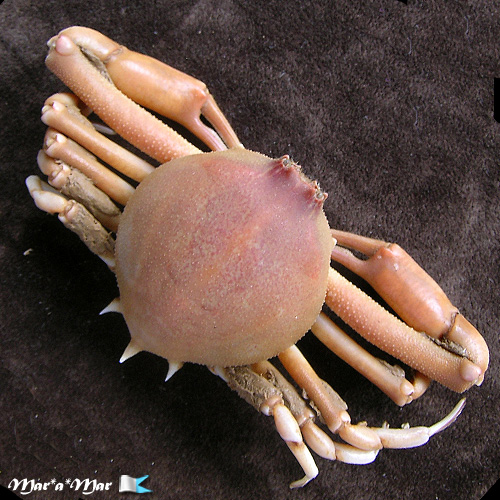 Persephona punctata (Linnaeus, 1758)