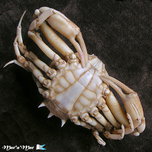 Alternative view of Persephona punctata (Linnaeus, 1758)