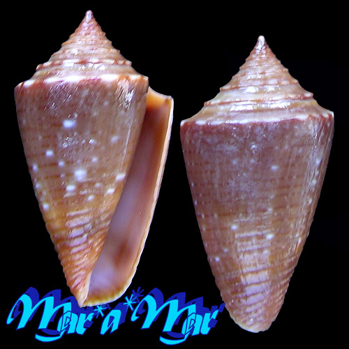 Jaspidiconus simonei Petuch & Myers, 2014