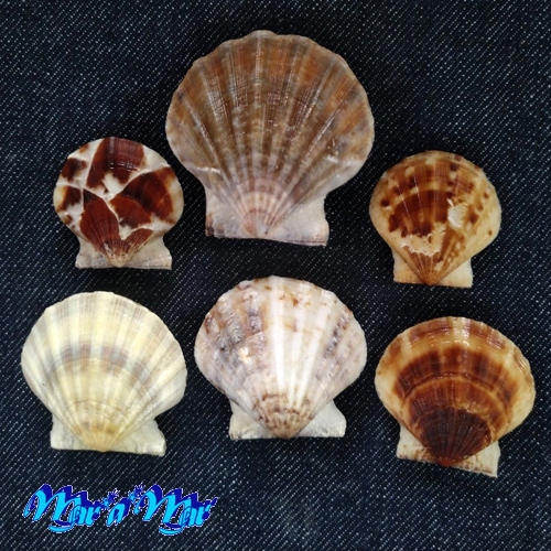 Flexopecten glaber proteus Dillwin, 1817