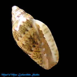 Marginella spinacea Gofas & Fernandes, 1988