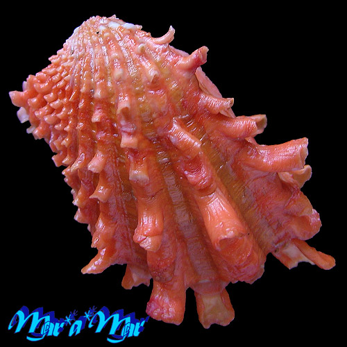 Alternative view of Cardita crassicostata Lamarck, 1819