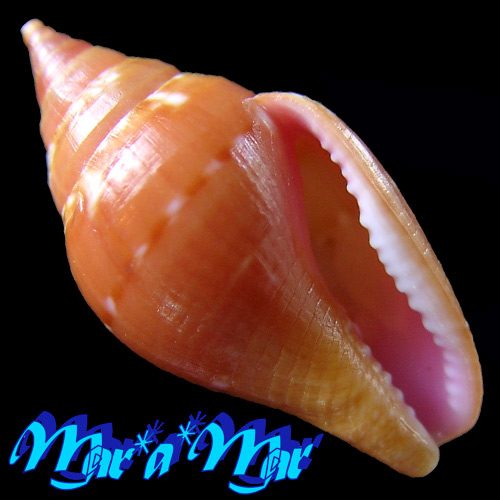 Columbella costa Simone, 2007