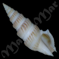 Clathrodrillia gibbosa (Born, 1778)