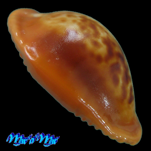 Cypraea (Propustularia) surinamensis (Perry, 1811) - Imagem 2