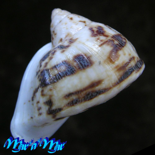 Cochlorina lateralis (Menke, 1828) - Imagem 2