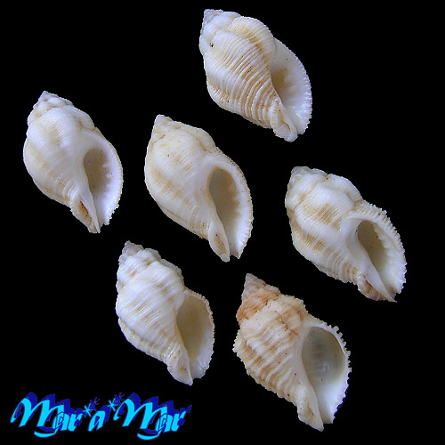 Coralliophila adansoni Kosuge & Fernandes, 1989