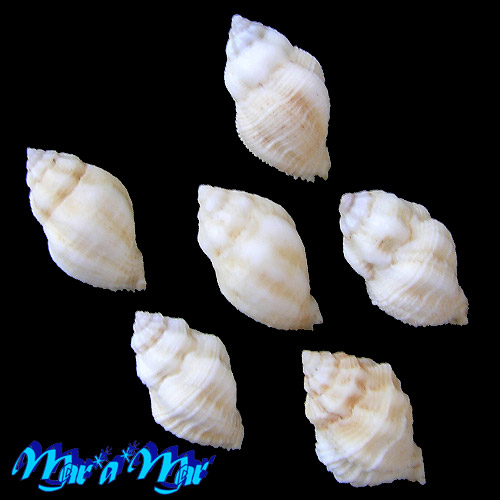 Alternative view of Coralliophila adansoni Kosuge & Fernandes, 1989