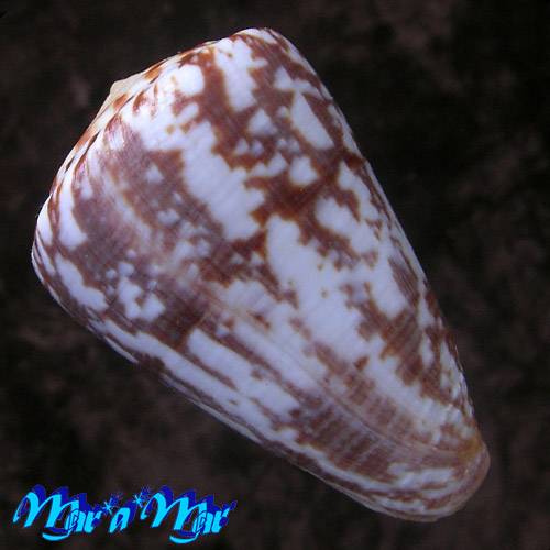 Alternative view of Conus venulatus Hwass, 1792