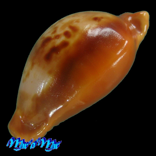 Cypraea (Propustularia) surinamensis (Perry, 1811) - Imagem 3
