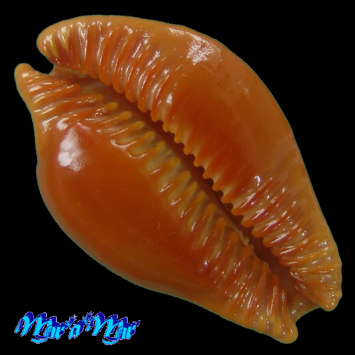 Cypraea (Propustularia) surinamensis (Perry, 1811) - Imagem 4