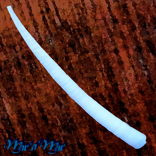 Antalis disparile (Orbigny, 1842)