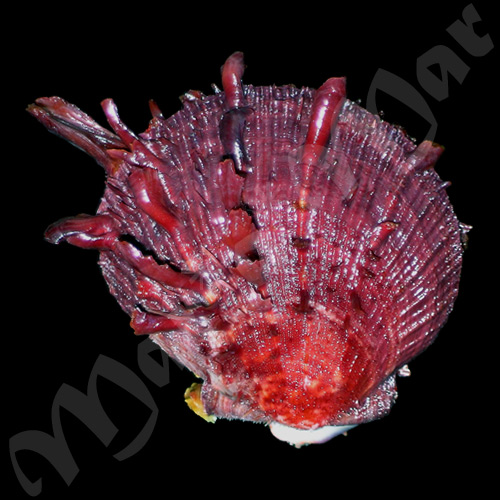 Spondylus ictericus Reeve, 1856