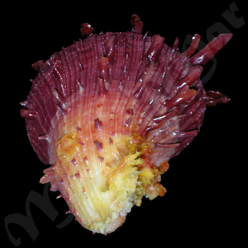 Spondylus ictericus Reeve, 1856 - Imagem 2