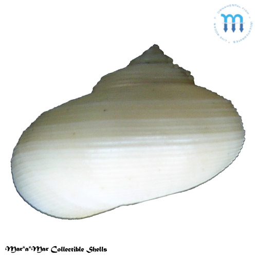 Alternative view of Falsimargarita iris (Smith, 1915)