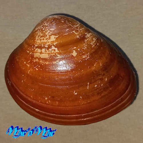 Megapitaria aurantiaca (Sowerby, 1831)