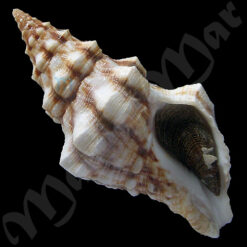 Leucozonia cerata (Wood, 1828)