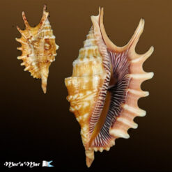 Ophioglossolambis digitata (Perry, 1811)