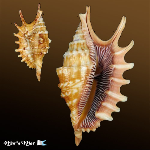 Ophioglossolambis digitata (Perry, 1811)