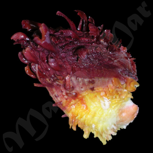 Spondylus ictericus Reeve, 1856 - Imagem 3