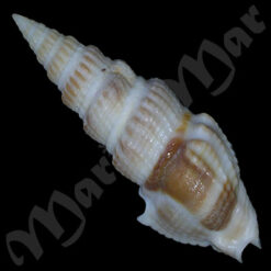 Clathrodrillia gibbosa (Born, 1778) - Imagem 2