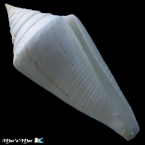 Conus coltrorum Petuch & Myers, 2014